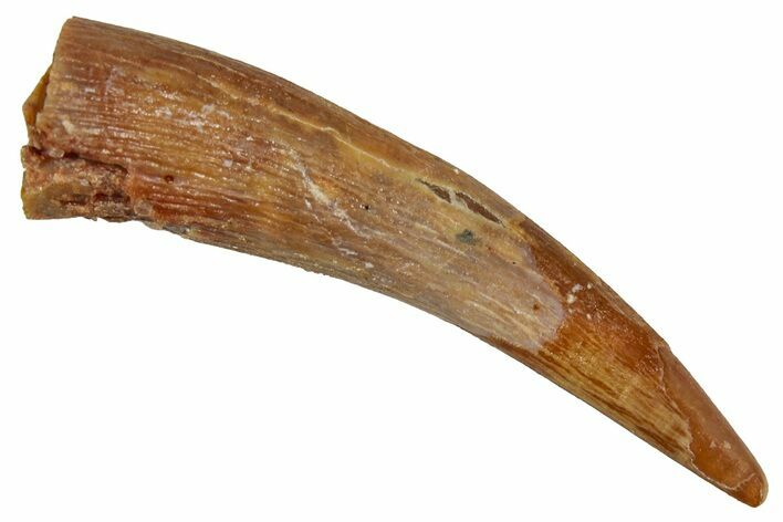Fossil Pterosaur (Siroccopteryx) Tooth - Morocco #354851